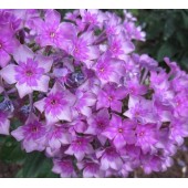 Флокс Phlox Звездочет